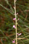 Florida ticktrefoil